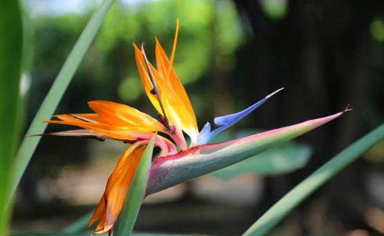 奇葩是什么意思?奇葩男女是什么意思 你真是一朵奇葩 奇葩的事