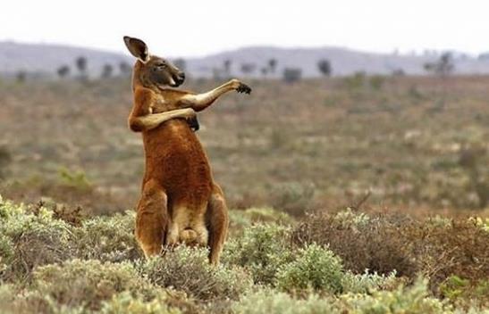 萌寵是什么意思?萌寵圖片大全 萌寵搞笑表情包 寵物貓狗生活習性