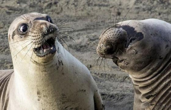 萌寵是什么意思?萌寵圖片大全 萌寵搞笑表情包 寵物貓狗生活習性