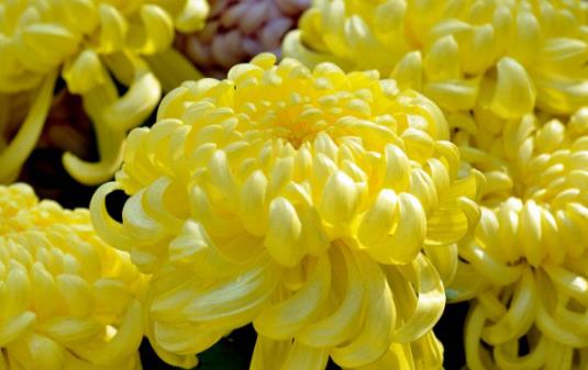 爆菊花是什么意思?爆你菊花是什么意思?什么叫爆菊花