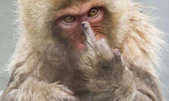 豎中指是什么意思?沖別人豎中指手勢(shì)是什么意思