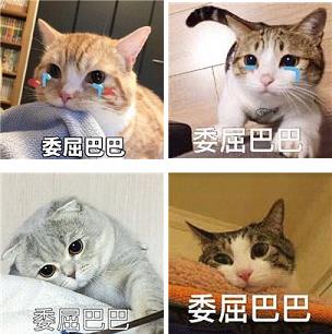 委屈巴巴是什么梗什么意思?貓咪委屈巴巴賣萌表情包(全)