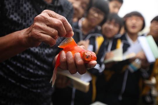 金魚佬是什么意思?睇金魚是什么意思?叔叔帶你去看金魚是什么梗