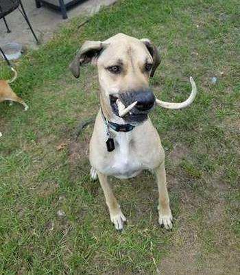 狗嘴里吐不出象牙是什么意思?罵人是狗?狗嘴里為什么吐不出象牙