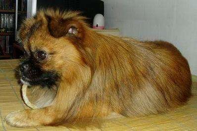 狗嘴里吐不出象牙是什么意思?罵人是狗?狗嘴里為什么吐不出象牙