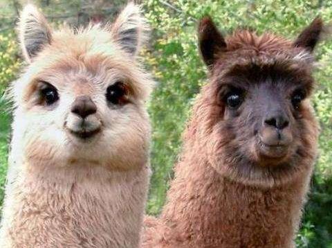 草泥馬是什么意思?羊駝為什么叫草泥馬?羊駝為什么叫神獸