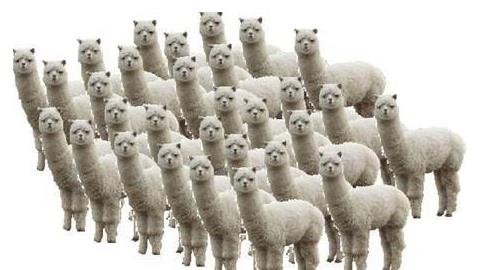 草泥馬是什么意思?羊駝為什么叫草泥馬?羊駝為什么叫神獸