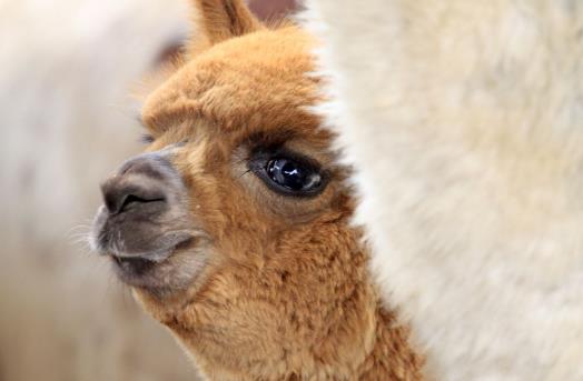 草泥馬是什么意思?羊駝為什么叫草泥馬?羊駝為什么叫神獸