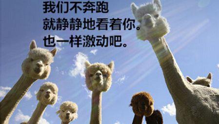 草泥馬是什么意思?羊駝為什么叫草泥馬?羊駝為什么叫神獸