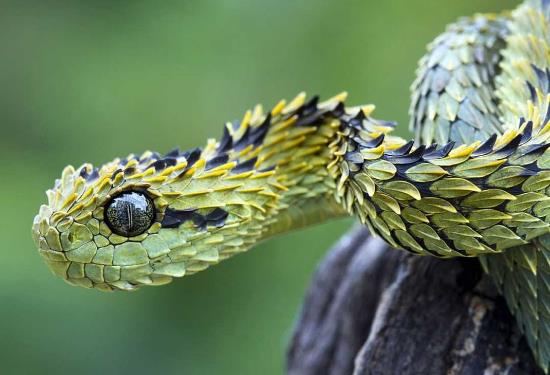 世界上最罕見最貴的6種蛇類排行榜 蛇莽山烙鐵頭蛇價值100萬美元