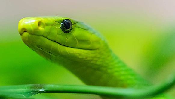 世界上最罕見最貴的6種蛇類排行榜 蛇莽山烙鐵頭蛇價值100萬美元