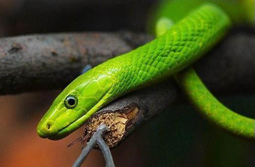 世界上最罕見最貴的6種蛇類排行榜 蛇莽山烙鐵頭蛇價值100萬美元
