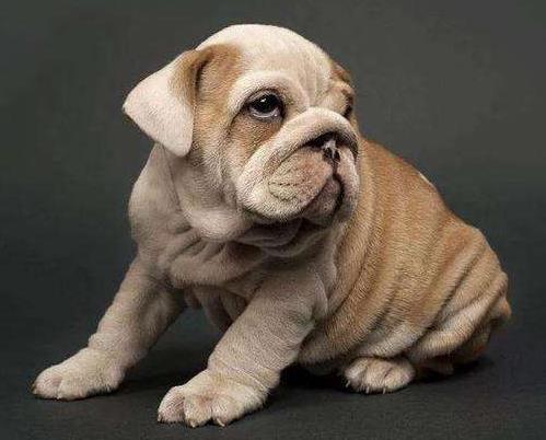 穩(wěn)如老狗是什么意思?穩(wěn)如老狗是什么梗?形容人穩(wěn)重有經(jīng)驗(yàn)有安全感