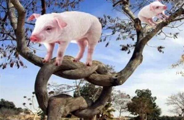 豬一樣的隊(duì)友是什么意思什么梗?豬隊(duì)友特點(diǎn) 諷刺豬一樣的隊(duì)友段子