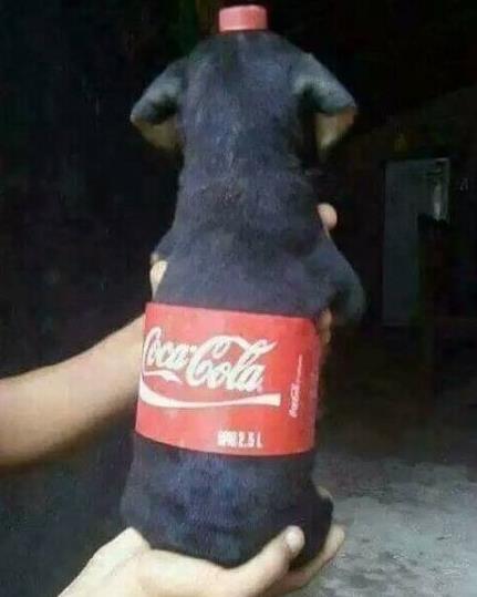 喝冰闊落是什么意思什么梗?冰闊落是哪的話?大哥喝冰闊落表情包走紅