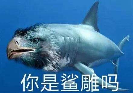 沙雕是什么意思什么梗?罵別人沙雕是什么意思?沙雕=傻屌