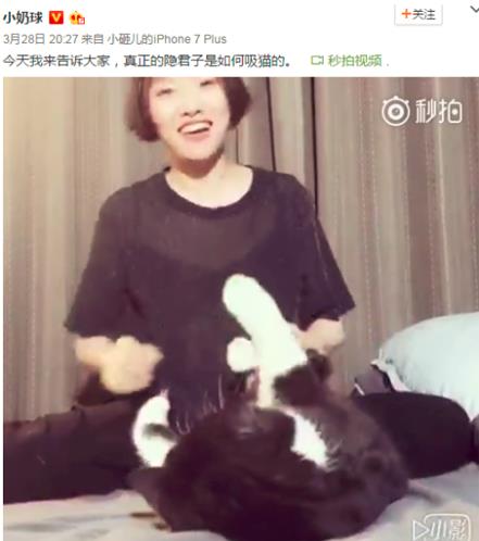 吸貓是什么意思什么梗?貓咪有毒啊?一日吸貓,終身養貓想貓成貓奴