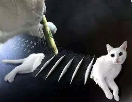 吸貓是什么意思什么梗?貓咪有毒啊?一日吸貓,終身養貓想貓成貓奴