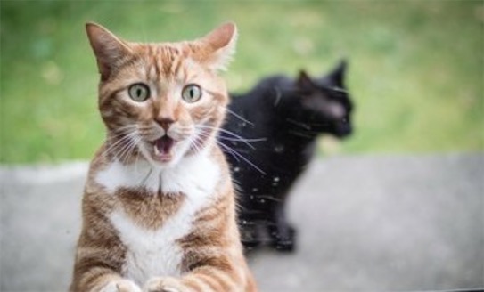 天了嚕是什么意思什么梗 天了嚕相當(dāng)于天啊