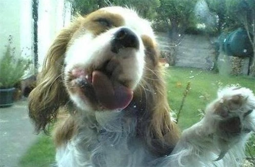 舔屏是什么意思什么梗 屏幕已舔的含義