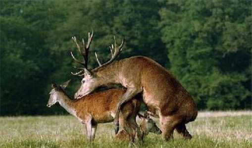 鞭長莫及什么意思什么梗 網絡流行語鞭長莫及的含義