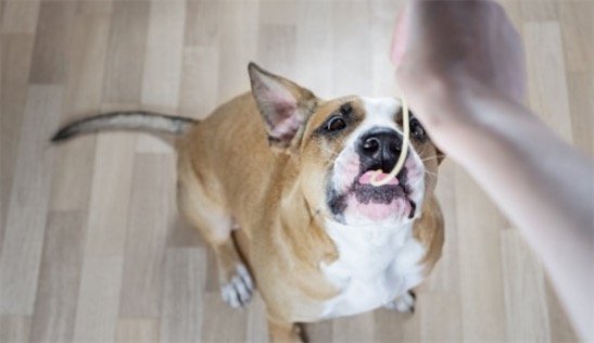 舔狗是什么意思什么梗 舔狗指毫無尊嚴去跪舔他人的人