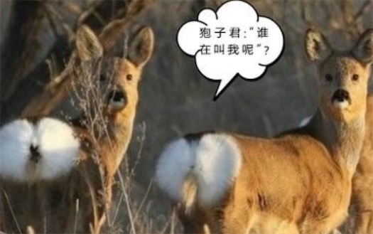 傻狍子是什么意思什么梗 鹿晗為什么叫“傻狍子”