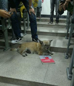 ���W�Թ�����ӿƼ���W���n�߼t�����Ӣ�Z�͸��ʾW����ͦ�x��