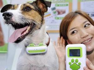 狗語能翻譯成人話？狗語翻譯機網(wǎng)上熱賣