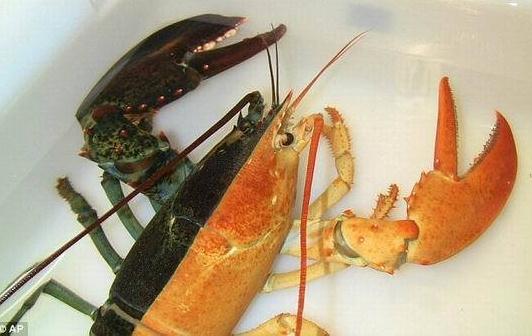 雙色龍蝦:美國(guó)漁民馬薩諸塞州海域捕獲罕見奇特雙色對(duì)稱龍蝦