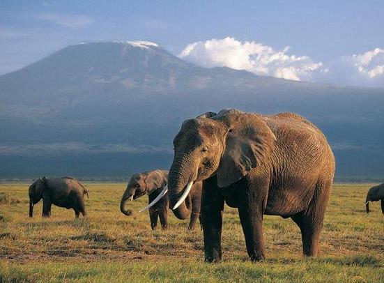 云南小象醉酒掉隊為什么象群不管它?云南大象北遷是怎么生活的?