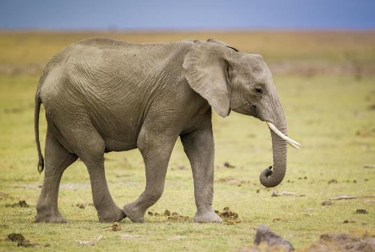 大象會(huì)不會(huì)主動(dòng)攻擊人?云南喝醉酒的小象是怎么趕上大部隊(duì)的