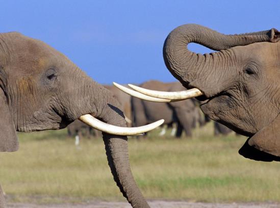 大象會(huì)不會(huì)主動(dòng)攻擊人?云南喝醉酒的小象是怎么趕上大部隊(duì)的