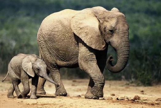 云南小象醉酒掉隊為什么象群不管它?云南大象北遷是怎么生活的?