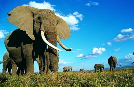 云南大象北遷遇到高速公路怎么辦?云南野象群為什么不直接抓起來拖回去
