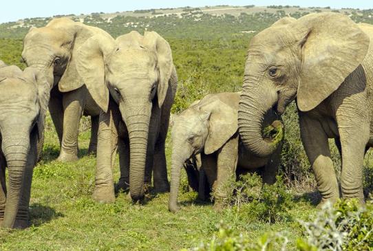 云南大象北遷遇到高速公路怎么辦?云南野象群為什么不直接抓起來拖回去