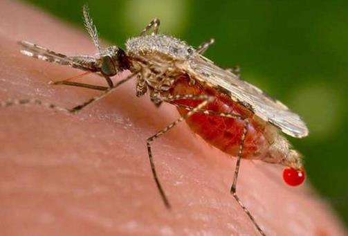 被蚊子叮咬后噴花露水好嗎?蚊子叮咬后怎么止癢