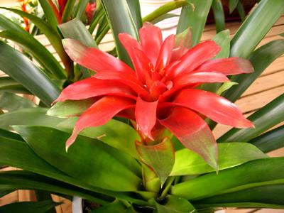 家里有小飛蟲怎么辦?怎樣根除花盆里的小飛蟲