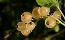 女性吃什么能減少心臟病發的風險？