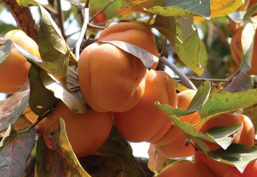 哪些人不能吃柿子？為什么柿子皮不能吃