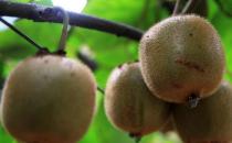 吃獼猴桃的禁忌-哪些人不適合吃獼猴桃