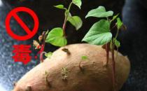吃發(fā)芽的紅薯會(huì)不會(huì)中毒？紅薯發(fā)芽了還能吃嗎
