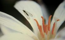 家里有小飛蟲(chóng)怎么辦？怎樣根除花盆里的小飛蟲(chóng)