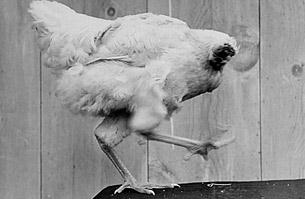 盤點世界10大怪異節(jié)日:美國夫魯塔市無頭雞節(jié)