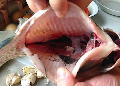 怎么去除手上的魚腥味?手上的魚腥味去除方法