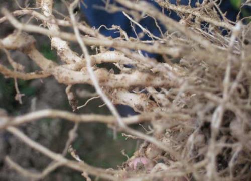 各種蔬菜根的妙用-蔬菜根有什么用途