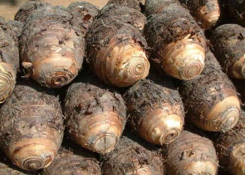 切山藥、處理芋頭時手發癢怎么辦