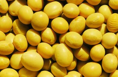 男性食療養生:常吃12種食物讓男人永遠精力旺盛——黃豆