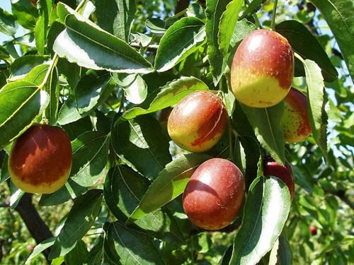 春天吃棗好不好?大棗怎么吃更好