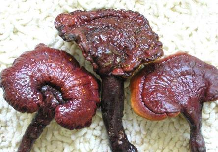 什么人不能吃靈芝？靈芝不能和什么同吃